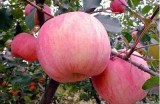 主播销售糖心苹果的价格是多少？具体信息分享！