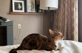 糖心主播柚子猫的外貌特点与魅力展示