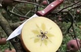 云南昭通糖心苹果直播销售，品尝美味，感受健康新选择！