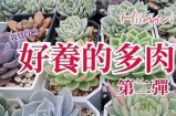 糖心多肉养护技巧分享，助你轻松打造绿意家园