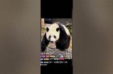 萌趣糖心小熊主播，带你探索甜蜜的直播世界