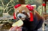 “熊猫主播糖心：为你带来欢乐与陪伴的直播时光”