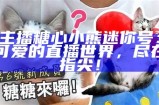主播糖心小熊迷你号：可爱的直播世界，尽在指尖！