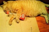 《探索糖心VLOG官网：与柚子猫一起分享生活点滴》