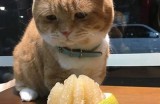 柚子猫的甜蜜时光：探索糖心VLOG官网的精彩内容