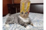 主播柚子猫：如糖心般甜美的直播体验