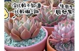 糖心多肉植物养护技巧分享，快来学习如何让你的多肉更加茂盛！