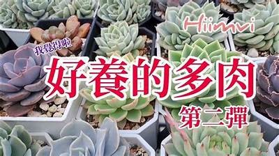 糖心多肉养护技巧分享，助你轻松打造绿意家园