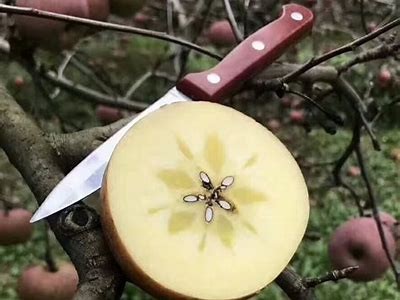 云南昭通糖心苹果直播销售，品尝美味，感受健康新选择！
