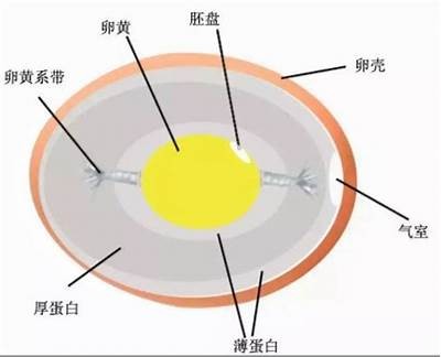 《探讨主播糖心蛋的外貌魅力与个人风格》