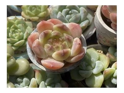 心云可乐糖：新潮主播分享甜蜜体验与健康小贴士