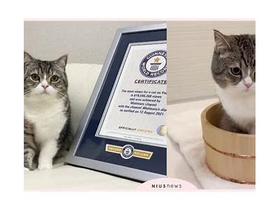 “甜美可爱的小猫主播，带你进入糖心世界！”