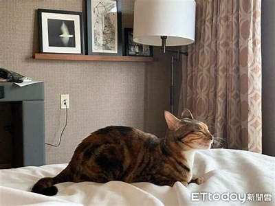 糖心主播柚子猫的外貌特点与魅力展示