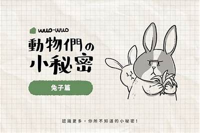 探秘糖心主播小兔子的真实身份与魅力之道