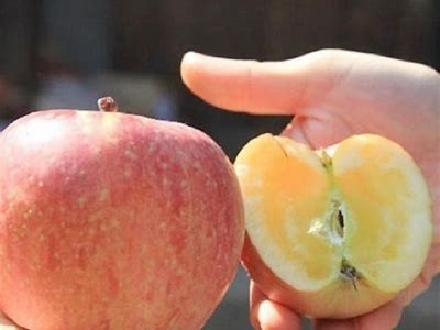 “探寻糖心苹果的魅力，谁是这款水果的代言主播？”