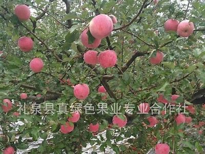 茂县优质糖心红富士苹果，主播带你品尝鲜美好果！