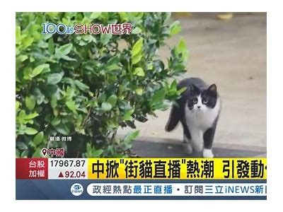 可爱直播新星小鹿，陪你畅聊游戏与生活点滴