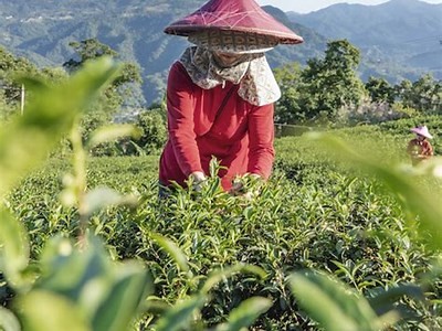 台湾糖心主播的人选及其特色介绍
