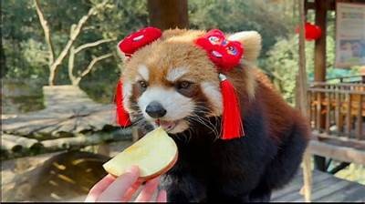 “熊猫主播糖心：为你带来欢乐与陪伴的直播时光”