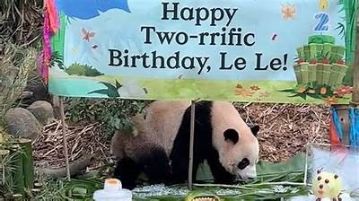 “熊猫主播糖心：为你带来欢乐与陪伴的直播时光”