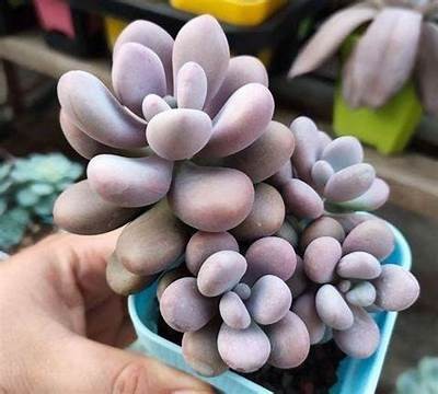 糖心多肉植物养护技巧分享，快来学习如何让你的多肉更加茂盛！