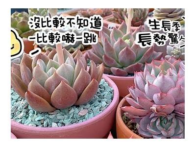 糖心多肉植物养护技巧分享，快来学习如何让你的多肉更加茂盛！